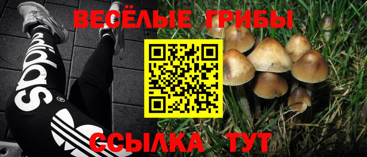 Галлюциногенные грибы мицелий  купить наркотик  Вход с VPN  Гудермес  Псилоцибиновые грибы GOLDEN TEACHER 